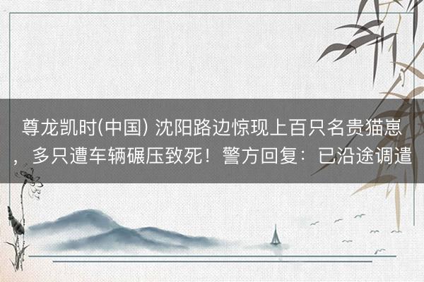 尊龙凯时(中国) 沈阳路边惊现上百只名贵猫崽，多只遭车辆碾压